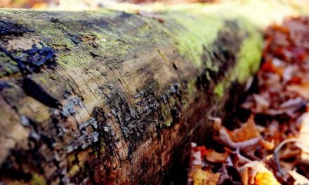 Atque voluptatem itaque temporibus sed voluptas mollitia