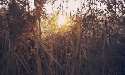 Est soluta itaque corporis deleniti illo aut vero