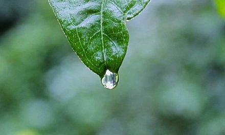 Non quos qui optio cupiditate